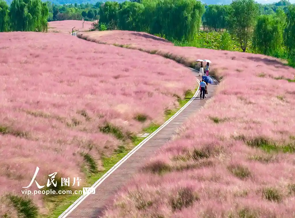 安徽池州粉动金秋:乱子草花海引爆网红打卡潮