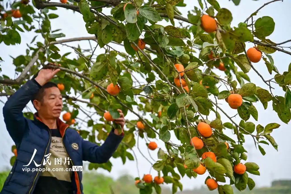 河南宜阳:巧手晒出黄金饼 柿饼加工铺就致富路