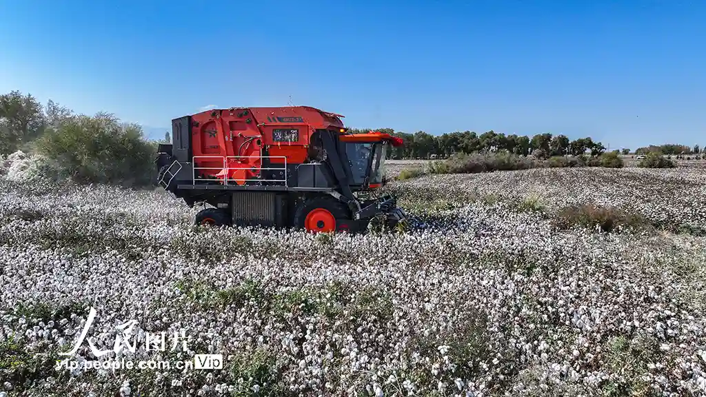 新疆乌苏棉田迎丰收：雪白软黄金铺展大地画卷