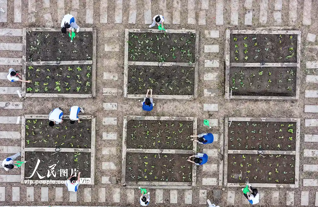 成都校园惊现空中农田!秋种季师生齐上阵,都市农耕新图景