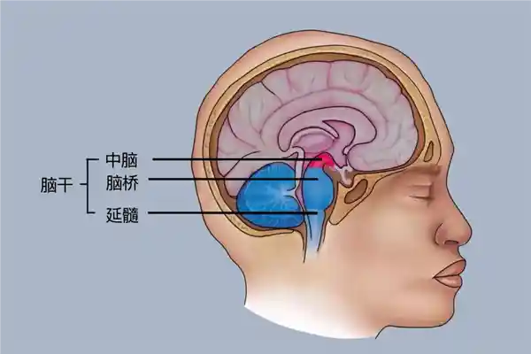 无惧者SM:一位让科学家困惑40年的神秘患者