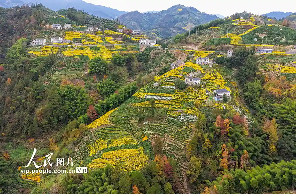 水墨歙县：山乡画卷里的法治新韵