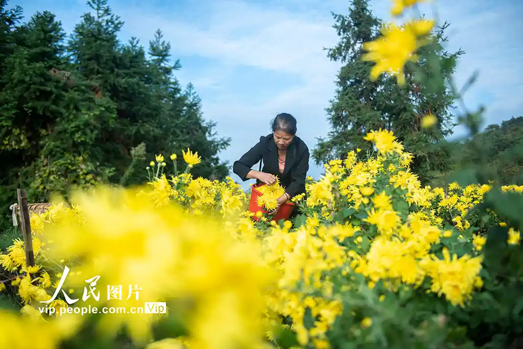 湖南涟源金丝皇菊绽放黄金丰收季