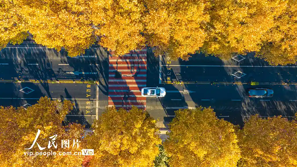 湖州梧桐大道黄金隧道惊艳出圈！秋日限定浪漫刷屏朋友圈