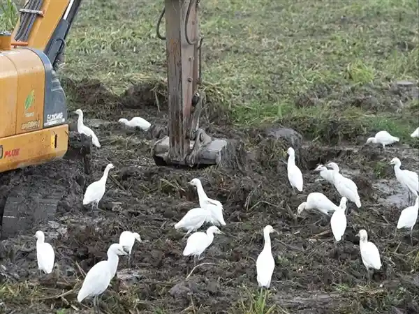 挖掘机轰鸣，鸟群竟成跟班？揭秘工地奇景背后的自然之谜
