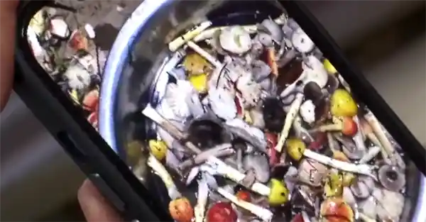 九口之家误食毒菌陷险境 医生警示：鹅膏菌致命率惊人