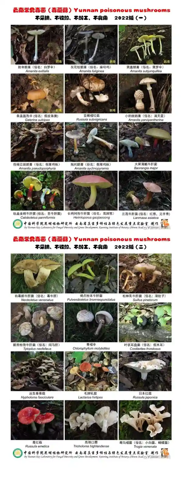 九口之家误食毒菌陷险境 医生警示：鹅膏菌致命率惊人