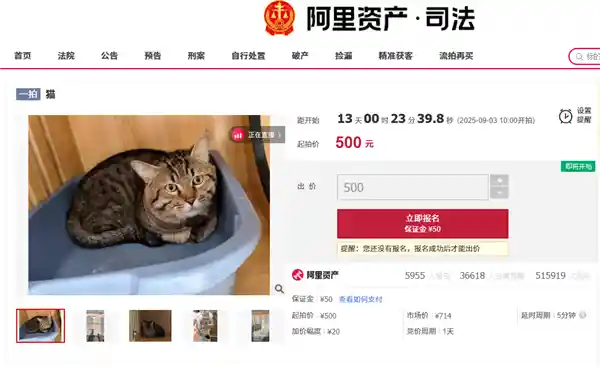 3岁狸花猫因主人欠债被法拍，身价飙升引宠物店老板娘竞拍