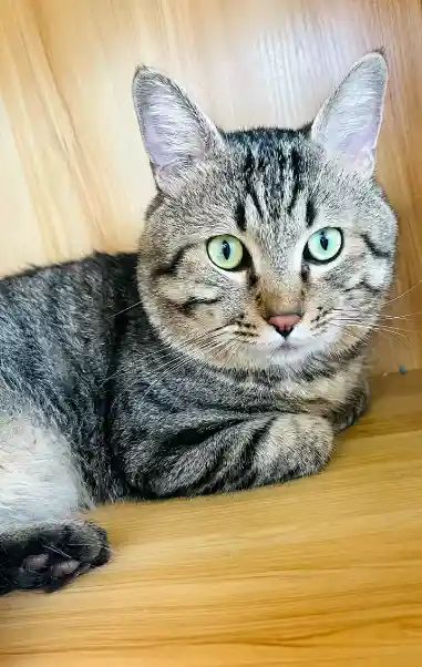 3岁狸花猫因主人欠债被法拍,身价飙升引宠物店老板娘竞拍