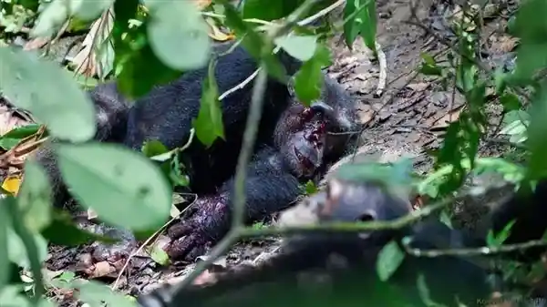 黑猩猩王位争夺战:四年血洗兄弟,暴虐不输人类