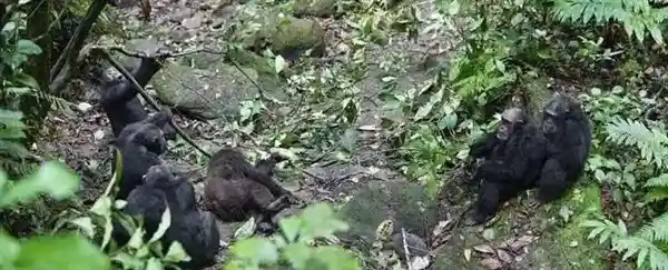 黑猩猩王位争夺战:四年血洗兄弟,暴虐不输人类