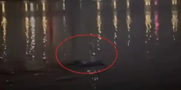 汉江惊现神秘巨影！目击者称长达6米，究竟是何生物？