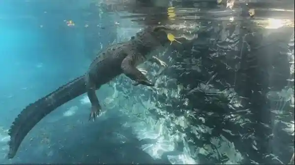 汉江惊现神秘巨影！目击者称长达6米，究竟是何生物？