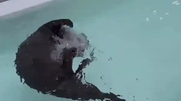 汉江惊现神秘巨影！目击者称长达6米，究竟是何生物？