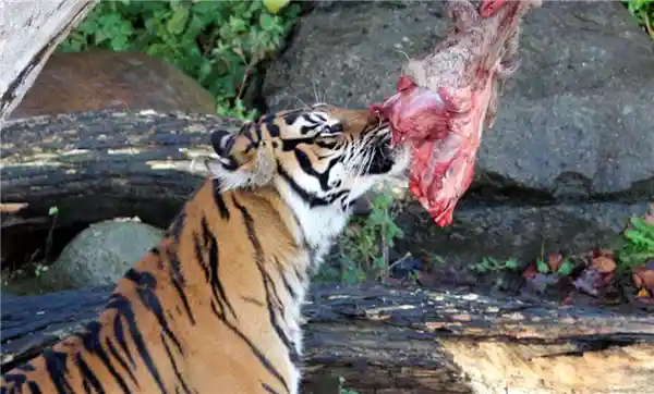 弃养宠物别任性！丹麦动物园：不如送来喂猛兽