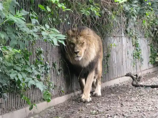 弃养宠物别任性！丹麦动物园：不如送来喂猛兽