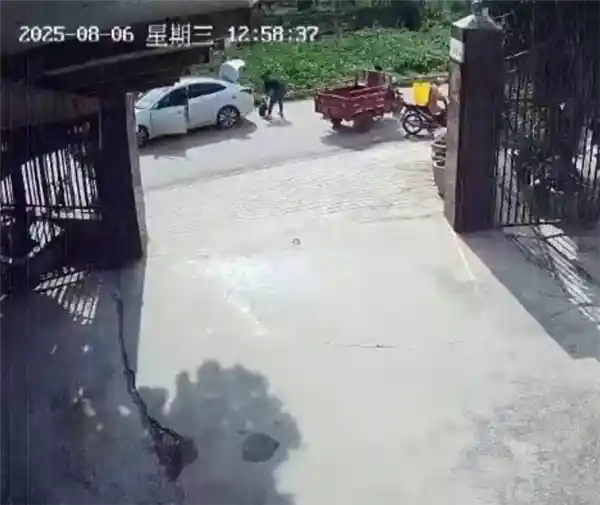 30年相伴鳄龟遭司机抱走，主人痛哭求救，另一只绝食抗争