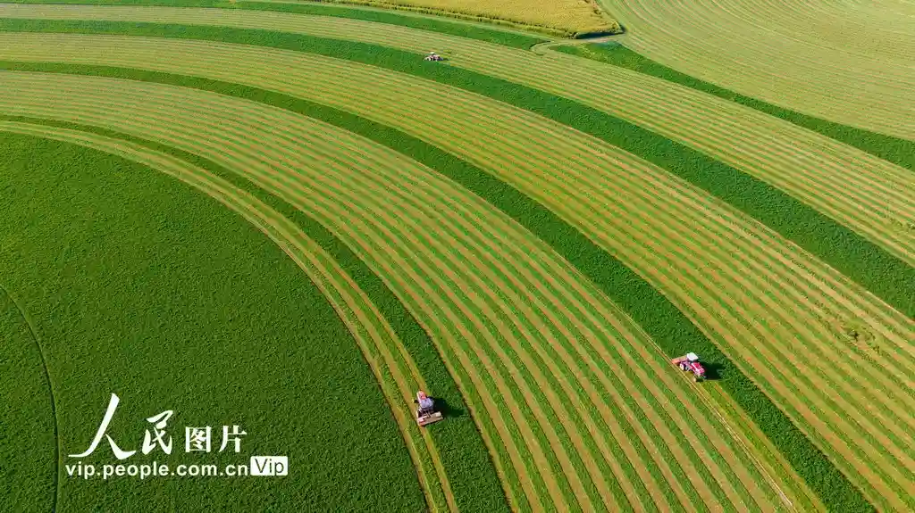 甘肃张掖：万亩苜蓿迎丰收，机械轰鸣绘就黄金地毯