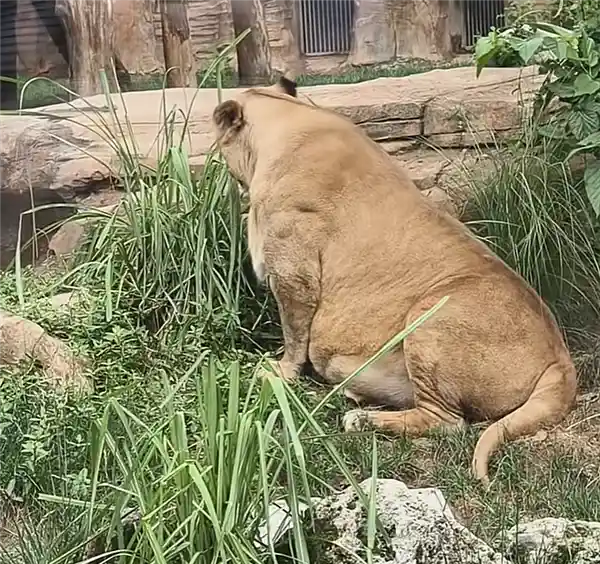 成都动物园狮子胖成球引热议 园方：减肥一年未见成效