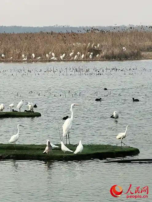 候鸟守护者:新春基层行