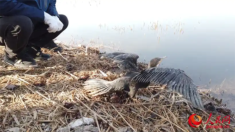 候鸟守护者:新春基层行