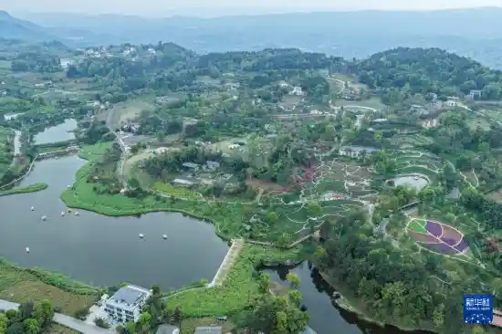 花海经济绽放巴南乡村,绘就乡村振兴新画卷