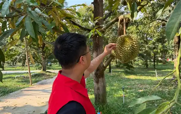 京东生鲜引爆榴莲黄金季：首届鲜榴莲供应链生态大会开启三方掘金新纪元
