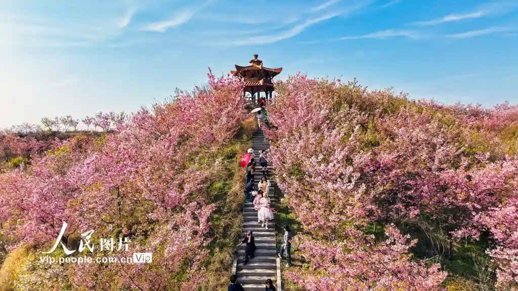 春日花海醉游人——湖北英山迎客如潮