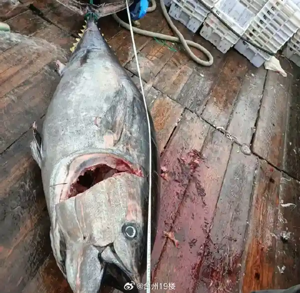 奉化渔民惊现巨无霸金枪鱼 市值破10万成当地罕见盛事