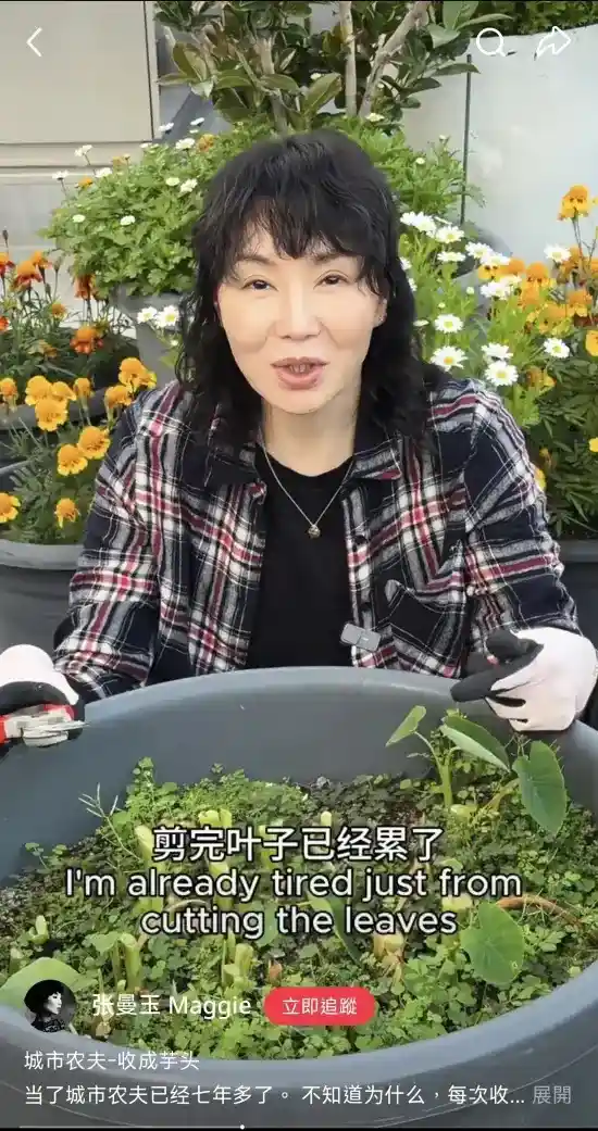 张曼玉梁朝伟田园返祖爆火！挖芋头捡鸡蛋画面萌翻全网：这哪是天王天后，分明是我童年的暑假！