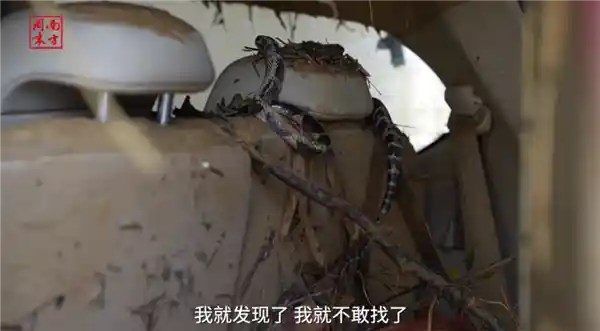洪水中遭遇蛇类,这4招能救命!