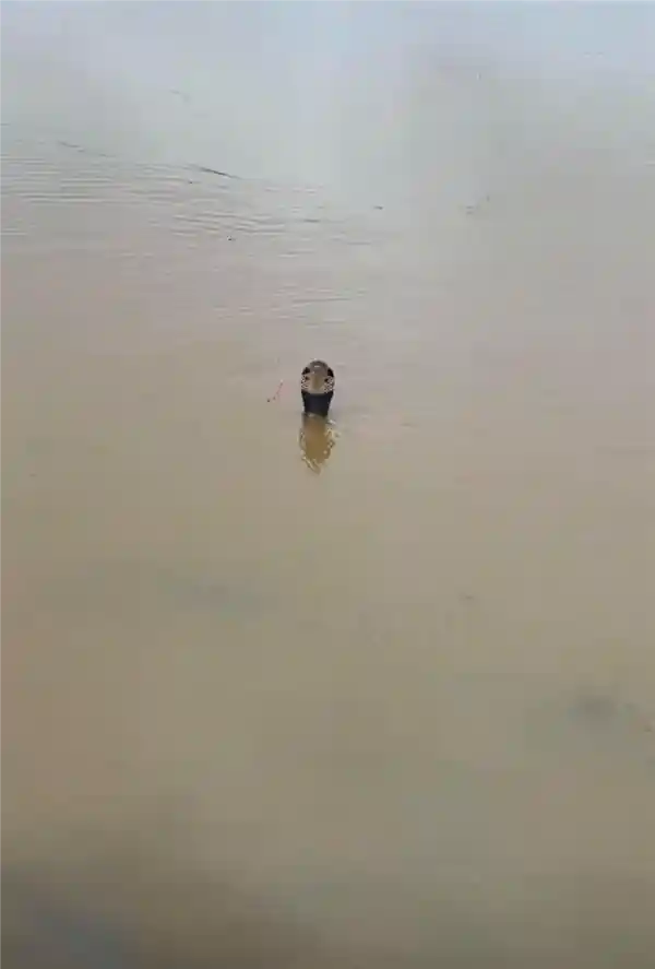 洪水中遭遇蛇类,这4招能救命!