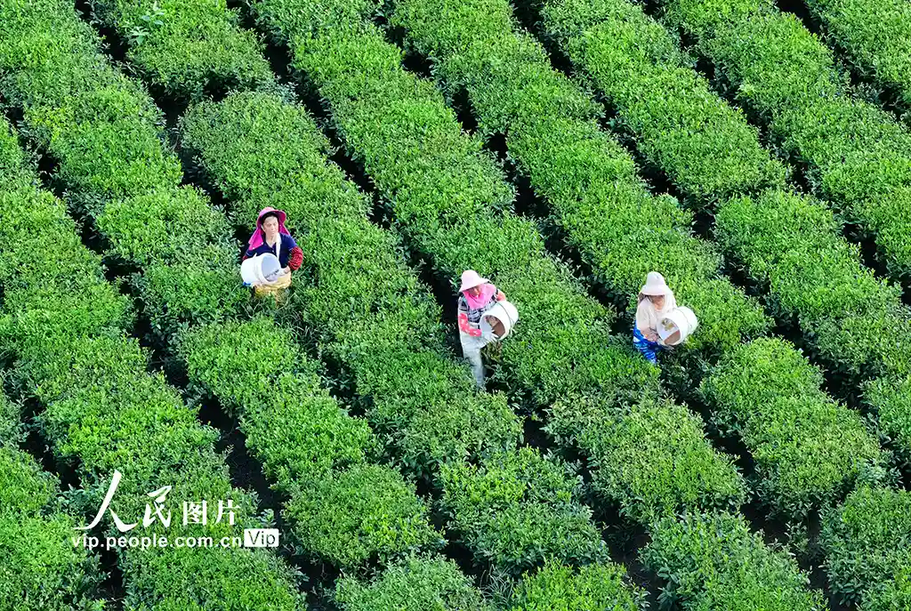 江西泰和春茶营养餐上线!万亩茶园迎来科学施肥管护热潮